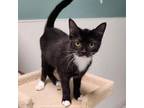Adopt Chevelle a Domestic Short Hair