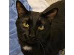 Adopt Rosie a Domestic Short Hair
