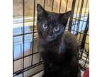 Adopt Shelby a Domestic Short Hair