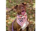 Adopt Nyla a Mixed Breed