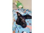 Adopt Novalee a Mixed Breed