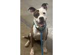 Adopt Goldfish a Boxer, Mixed Breed