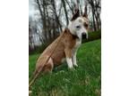Adopt Frosty a Staffordshire Bull Terrier