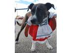 Adopt Ashley aka Elsa a Pit Bull Terrier, Mixed Breed
