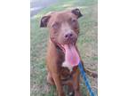Adopt Tori a Labrador Retriever, Mixed Breed