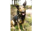 Adopt Moose 2 a Collie, Mixed Breed