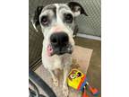 Adopt Zoey a Boxer, Mixed Breed