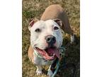 Adopt Cleo a Pit Bull Terrier, Mixed Breed