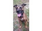 Adopt Penny AKA "Pretty Girl a Mountain Cur, Mixed Breed