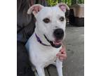 Adopt Jasmine a Pit Bull Terrier, Mixed Breed