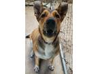 Adopt Josie a German Shepherd Dog