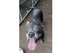 Adopt Money a Pit Bull Terrier