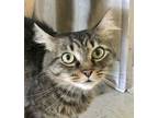 Adopt Ophelia a Domestic Short Hair, Tabby