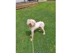 Adopt Q-Tip a Standard Poodle