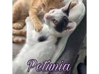 Adopt Patunia a Domestic Short Hair