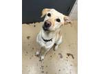 Adopt Cricket a Labrador Retriever