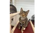 Adopt Camilla a Domestic Short Hair
