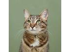Adopt Bethany a Domestic Short Hair, Tabby