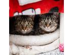 Adopt Bean a Domestic Short Hair