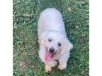 Adopt Winnie a Bichon Frise
