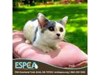 Adopt Indi a Domestic Short Hair
