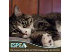 Adopt Rogue a Domestic Short Hair