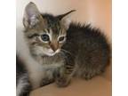 Adopt Cayenne a American Shorthair