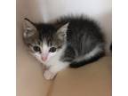 Adopt Cinnamon a American Shorthair