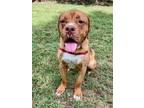 Adopt Lady a Dogue de Bordeaux, Mixed Breed