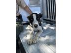 Adopt Kaya a Mixed Breed