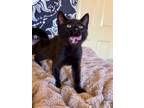 Adopt 24-03 Cajun a Domestic Short Hair