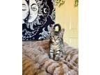 Adopt 24-03 Chai a Domestic Short Hair