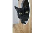 Adopt Missy a Domestic Short Hair