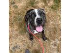 Adopt Maya (WPD Dane Mix) a Great Dane, Hound