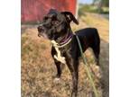 Adopt Bluebird (mcas) a Pit Bull Terrier