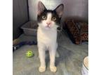 Adopt Twix a Domestic Short Hair