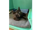 Adopt Raya a Domestic Short Hair