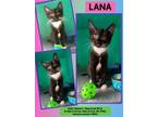 Adopt Twilight a Domestic Short Hair