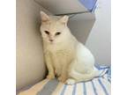 Adopt Tesa a Domestic Short Hair