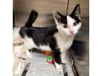 Adopt Sophia a Domestic Short Hair