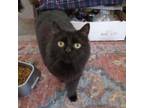 Adopt Maddy a Domestic Long Hair