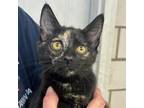 Adopt Carrie a Domestic Short Hair