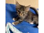Adopt Walter a Domestic Long Hair