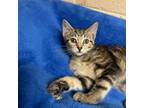 Adopt Darla a Domestic Short Hair
