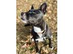 Adopt Sylvie a Mixed Breed
