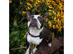 Adopt Rena a Pit Bull Terrier