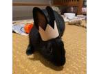 Adopt Maisie a New Zealand