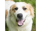 Adopt Aurora a Great Pyrenees