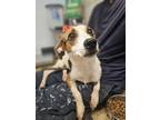 Adopt Cherry a Jack Russell Terrier