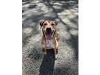 Adopt Gia a Retriever, Mixed Breed